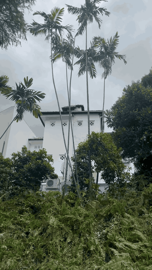 The image features a tall palm tree in the foreground surrounded by lush greenery, with a white building in the background. The composition is balanced, with the palm tree providing a vertical contrast to the building. The colors are natural and muted, with the green foliage and the white building creating a serene and tropical atmosphere. The mood is calm and peaceful, suggesting a tropical or subtropical location. There is no text visible in the image.